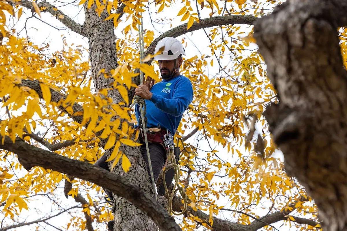 Skilled Tree Planting crew working in Bedford